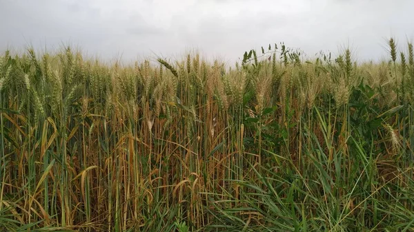 Поле Пшениці Яке Скоро Досягне — стокове фото