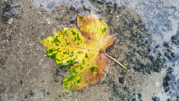 Foglie Dopo Pioggia Con Gocce Acqua — Foto Stock