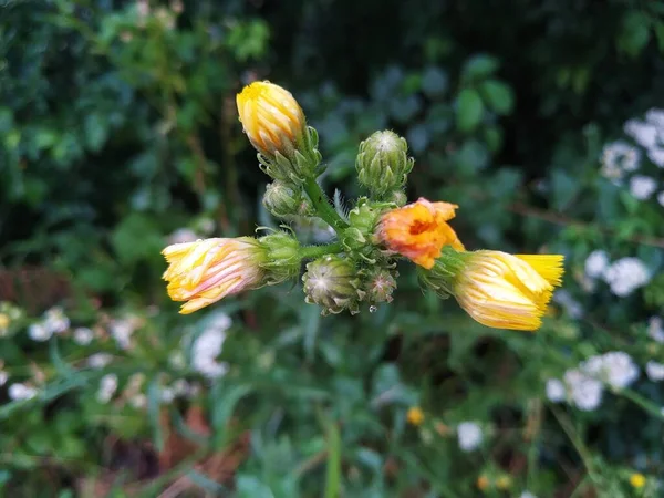 Yellow Wildflower Rain — Stock Photo, Image