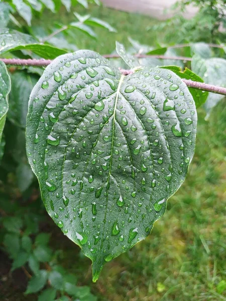 Blätter Nach Regen Mit Wassertropfen — Stockfoto