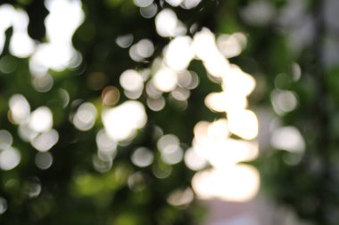 Bahçedeki yapraklardan oluşan bir arka planda güneş ışınlarının odak noktasını kaybediyor.