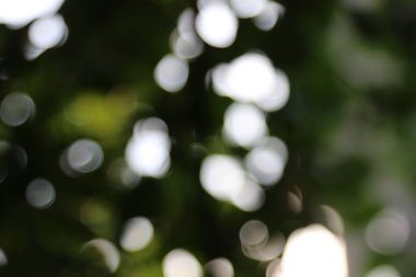 Bahçedeki yapraklardan oluşan bir arka planda güneş ışınlarının odak noktasını kaybediyor.