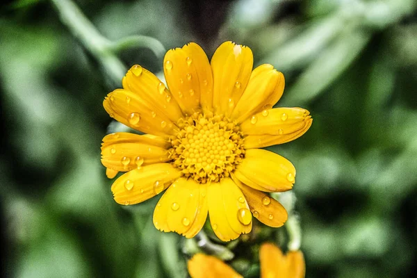Macro Photography Flower Dew Drops Rain — Stock Photo, Image