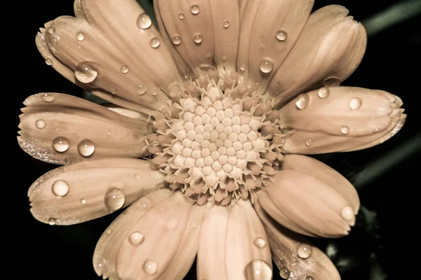 Macro Photography Flower Dew Drops Rain — Stock Photo, Image