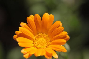 Bahçedeki güzel sarı çiçeğin yakın çekimi.