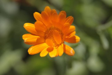 Bahçedeki güzel sarı çiçeğin yakın çekimi.