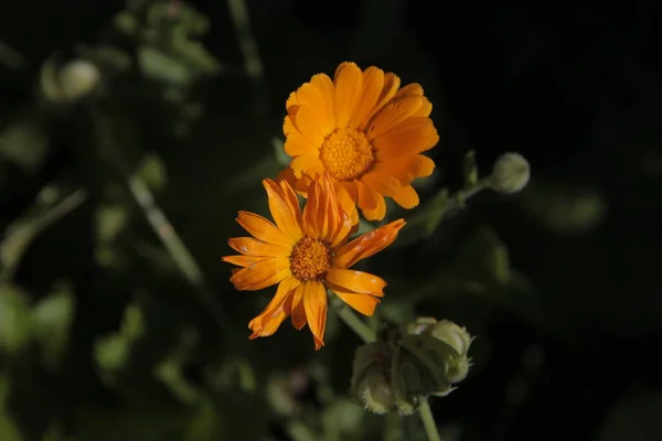 庭の美しい黄色の花のクローズアップショット — ストック写真