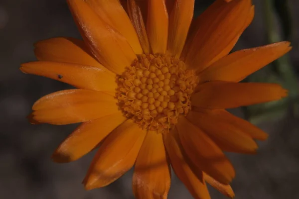 Primer Plano Una Hermosa Flor Amarilla Jardín — Foto de Stock