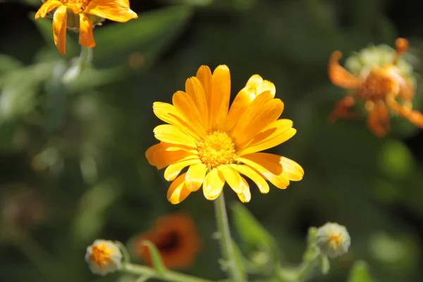 Primo Piano Bel Fiore Giallo Giardino — Foto Stock