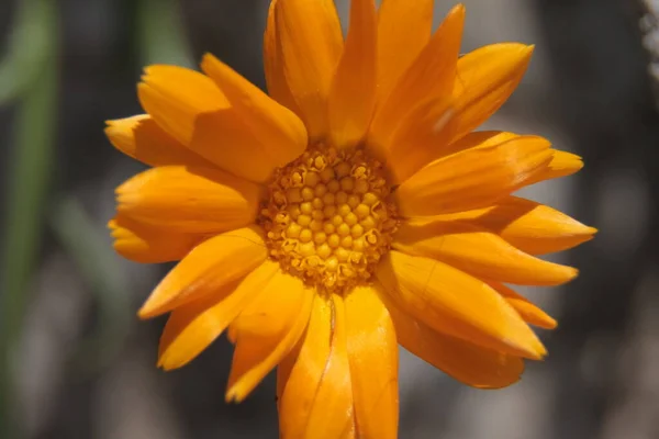 Primo Piano Bel Fiore Giallo Giardino — Foto Stock