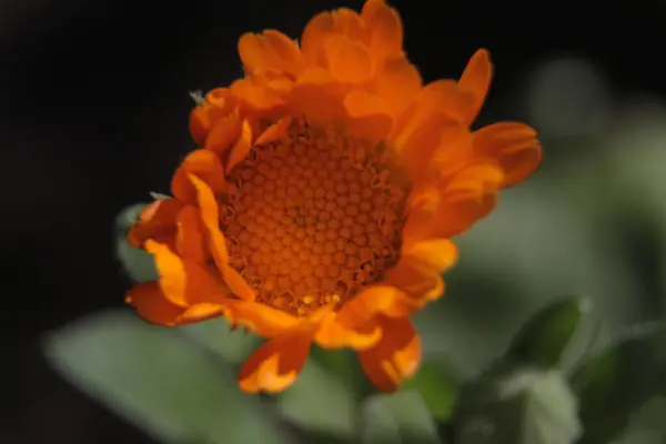 Primer Plano Una Hermosa Flor Amarilla Jardín —  Fotos de Stock