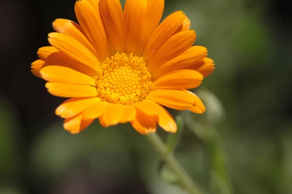 Close Tiro Uma Bela Flor Amarela Jardim — Fotografia de Stock