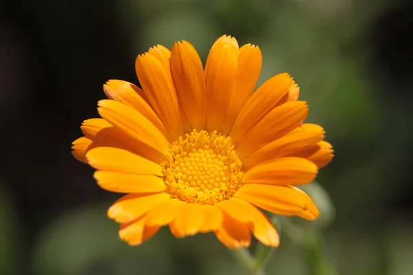 Close Tiro Uma Bela Flor Amarela Jardim — Fotografia de Stock