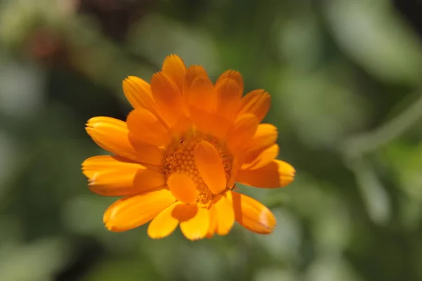 花园里一朵美丽的黄花的特写 — 图库照片