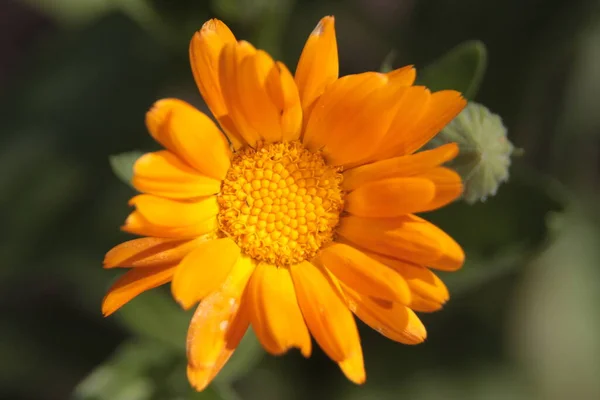 花园里一朵美丽的黄花的特写 — 图库照片