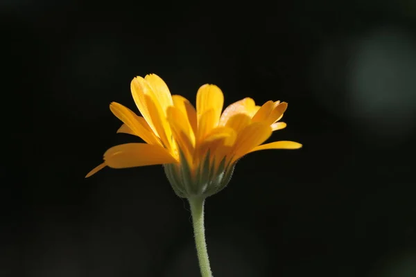 Detailní Záběr Krásné Žluté Květiny Zahradě — Stock fotografie