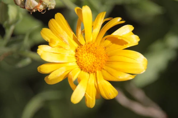 Närbild Bild Vacker Gul Blomma Trädgården — Stockfoto