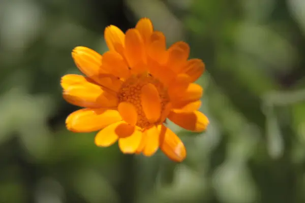 Primer Plano Una Hermosa Flor Amarilla Jardín —  Fotos de Stock