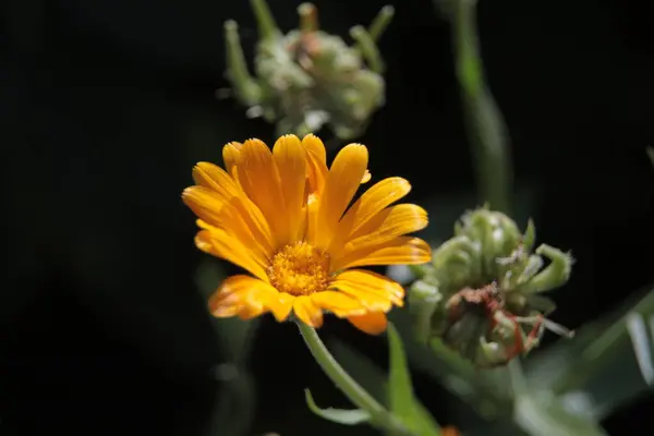 Primer Plano Una Hermosa Flor Amarilla Jardín — Foto de Stock