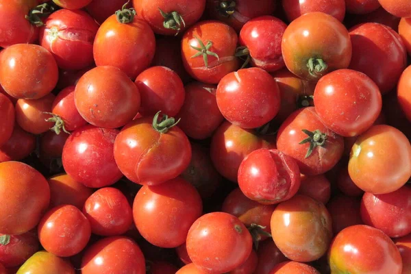 Leckere Hausgemachte Rote Tomaten Aus Dem Garten — Stockfoto