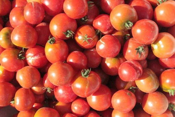Delicious Red Homemade Tomatoes Garden — Stock Photo, Image