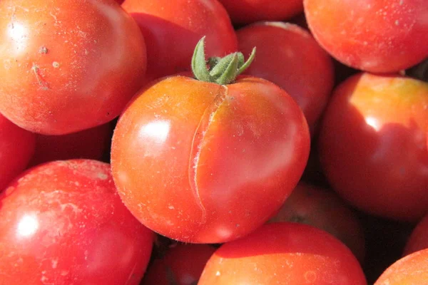 Leckere Hausgemachte Rote Tomaten Aus Dem Garten — Stockfoto