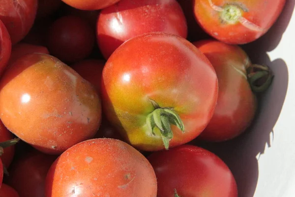 Leckere Hausgemachte Rote Tomaten Aus Dem Garten — Stockfoto