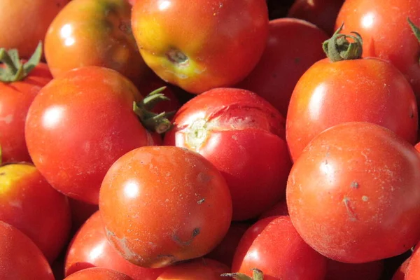 Leckere Hausgemachte Rote Tomaten Aus Dem Garten — Stockfoto