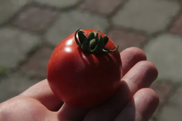 Leckere Hausgemachte Rote Tomaten Aus Dem Garten — Stockfoto