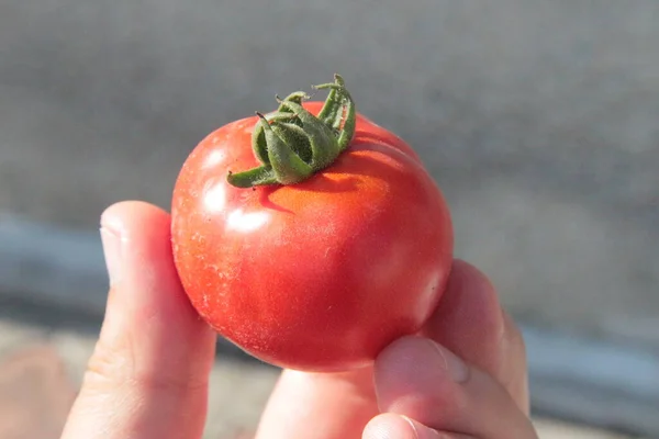 Heerlijke Rode Zelfgemaakte Tomaten Uit Tuin — Stockfoto