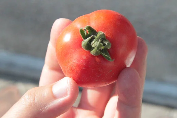 Délicieuses Tomates Rouges Maison Jardin — Photo
