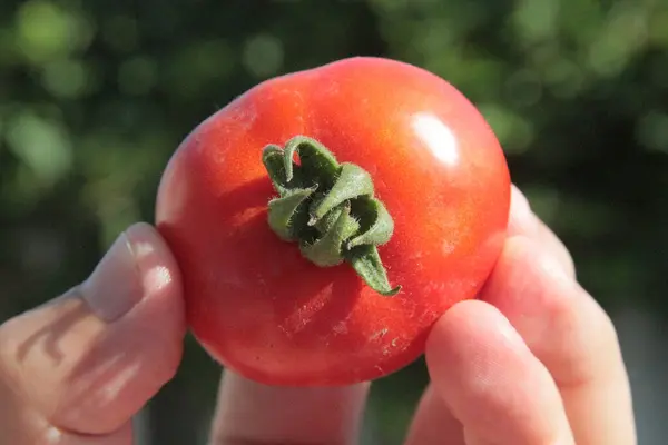 Délicieuses Tomates Rouges Maison Jardin — Photo