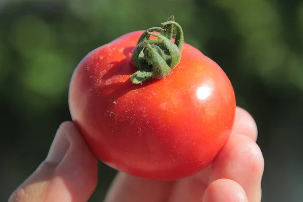 Delicious Red Homemade Tomatoes Garden — Stock Photo, Image