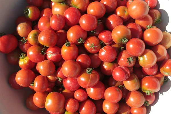 Deliciosos Tomates Caseiros Vermelhos Jardim — Fotografia de Stock