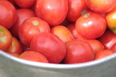 Bahçeden nefis kırmızı ev yapımı domatesler.