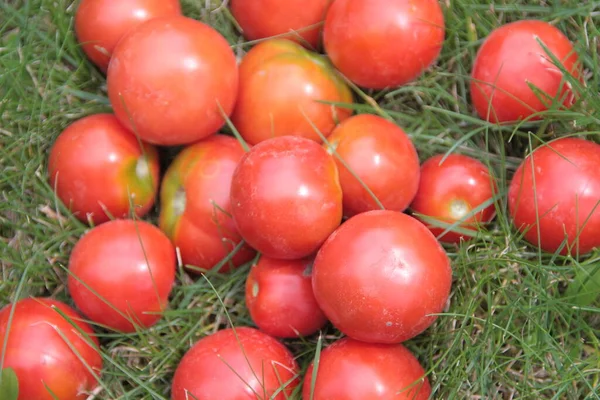 Leckere Hausgemachte Rote Tomaten Aus Dem Garten — Stockfoto