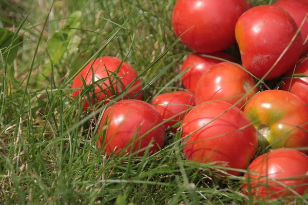 Leckere Hausgemachte Rote Tomaten Aus Dem Garten — Stockfoto