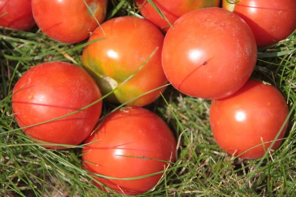 Délicieuses Tomates Rouges Maison Jardin — Photo