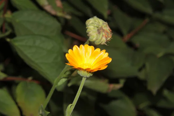 庭の美しい黄色と黒の花 — ストック写真