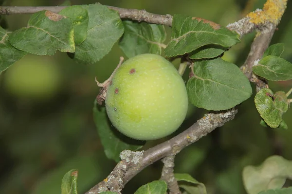 Små Gröna Äpplen Och Gröna Blad Ett Träd — Stockfoto