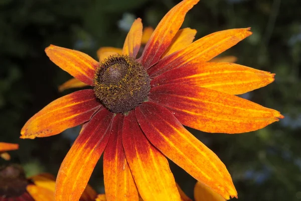 Beautiful yellow and black flowers in the garden