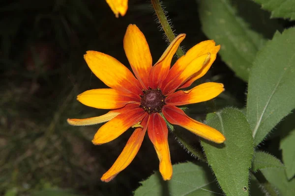 Schöne Gelbe Und Schwarze Blumen Garten — Stockfoto