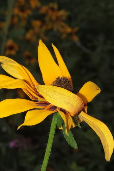 Schöne Gelbe Und Schwarze Blumen Garten — Stockfoto