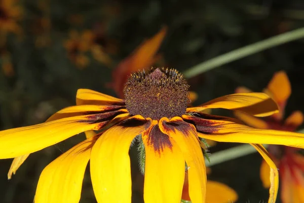 Mooie Gele Zwarte Bloemen Tuin — Stockfoto