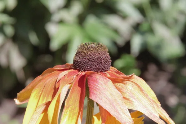 Krásná Žlutočerná Květina Zahradě — Stock fotografie