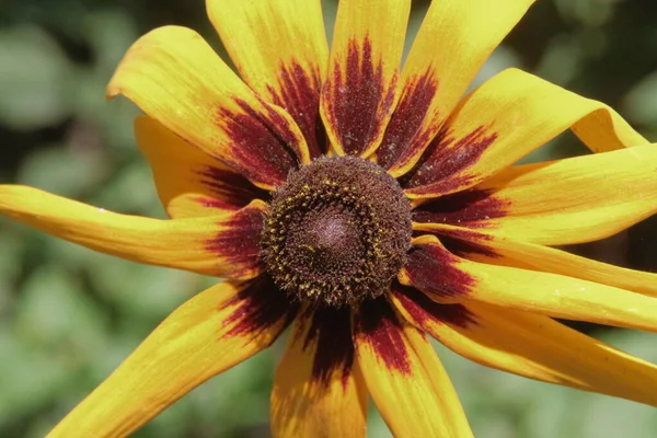 Beautiful yellow-black flower in the garden