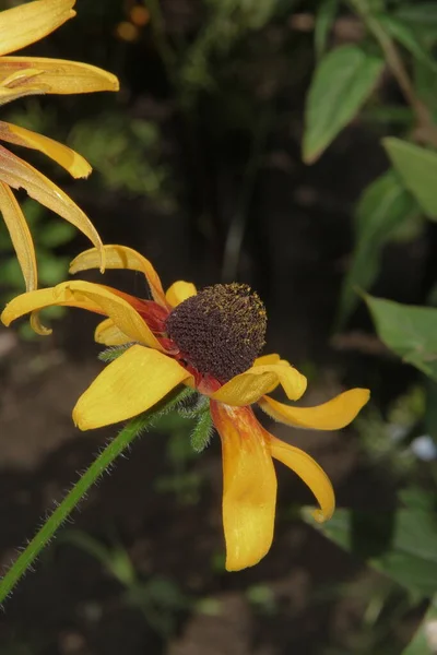 Hermosa Flor Amarilla Negra Jardín — Foto de Stock