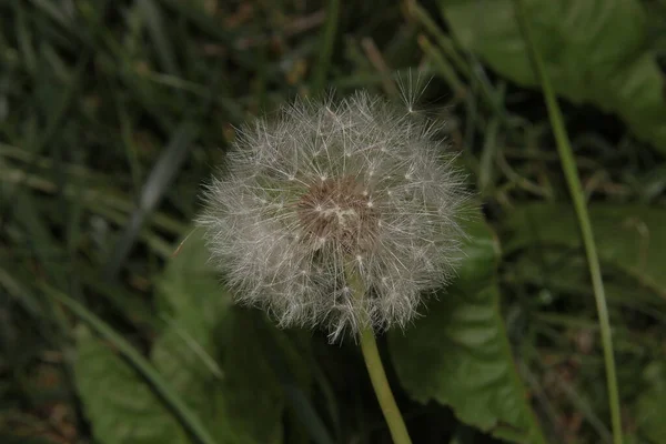 Weiße Löwenzahnblüte Juli Garten — Stockfoto