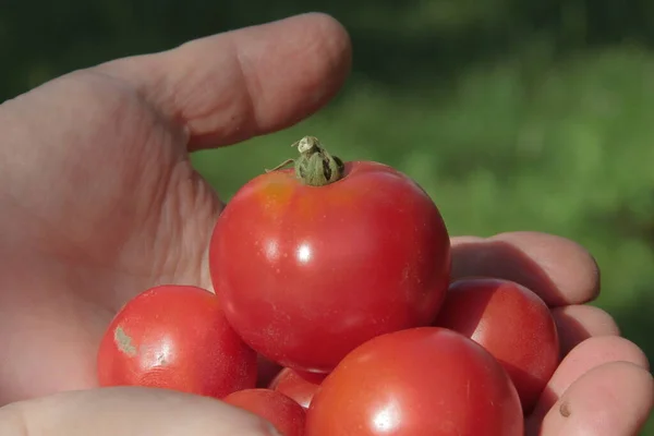 Rote Hausgemachte Tomaten Der Hand Auf Einem Gartenhintergrund — Stockfoto