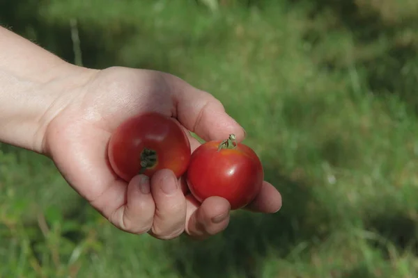 Tomates Rojos Caseros Mano Sobre Fondo Jardín — Foto de Stock